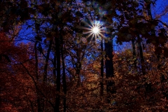 John-Sandstedt-NJFCC-Citation-Starburst-at-Davidsons-Mill-Pond-Park-Sept-2025-Digital-Color-Open-Salon-Award