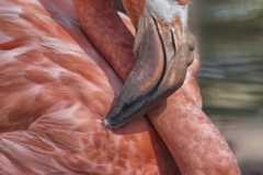 Lorenzo-M.-Ventura-A-bit-of-preening.-Mar-2026-Digital-Color-Open-Salon-Medal