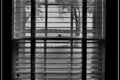 Lorenzo-M.-Ventura-A-view-from-the-rear-window-2-Jan-2026-Digital-Mono-Open-Salon-Medal