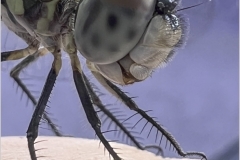 Mannie-Green-Dragonfly-On-Photographers-Thumb-Oct-2025-Digital-Color-Open-Salon-3rd-Place