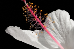 Mannie-Green-Hibiscus-Mar-2026-Digital-Color-Open-Salon-Medal