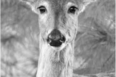 Mannie-Green-She-Sees-Me-Mar-2026-Digital-Mono-Open-Salon-Medal