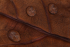 Nancy-Dieker-Autumns-Blueprint-Oct-2025-Digital-Color-Open-Salon-2nd-Place