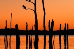 Nancy-Dieker-Dawn-Patrol-Jan-2026-Digital-Color-Open-Salon-1st-Place