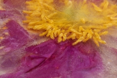 Nancy-Dieker-Iced-Peony-Jan-2026-Digital-Color-Open-Salon-Award