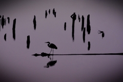 Nancy-Dieker-Reservoir-at-Rest-Sept-2025-Digital-Mono-Open-Salon-1st-Place