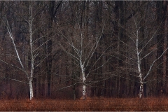 Nancy-Dieker-Silver-Sentinels-Dec-2025-Digital-Color-Open-Salon-1st-Place