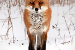 Nancy-Dieker-Woodlands-Wanderer-Mar-2026-Digital-Color-Open-Salon-2nd-Place