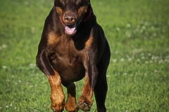 Patricia-Hart-Zackman-Eyes-on-the-Prize-Jan-2026-Digital-Color-Open-Salon-Award