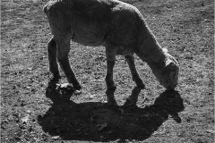 Patricia-Hart-Zackman-Heads-or-Tails_-May-2026-Digital-Mono-Theme-Shadows-Salon-Award