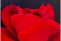 Anupma-Mona-Srivastava-Rose-Petals-Oct-2026-Digital-Color-Theme-Close-Up_Detail-Advanced-Award Anupma-Mona-Srivastava-Rose-Petals-Oct-2026-Digital-Color-Theme-Close-Up_Detail-Advanced-Award