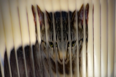 Panopticon Pussy Panopticon Pussy