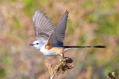 James-Goldstein-Scissor-Tailed-Flycatcher-Sept-2026-Digital-Color-Advanced-Medal