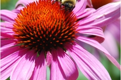 Jerome-Steiner-BEE-ON-FLOWER-Oct-2026-Digital-Color-Theme-Close-Up_Detail-Advanced-Award Jerome-Steiner-BEE-ON-FLOWER-Oct-2026-Digital-Color-Theme-Close-Up_Detail-Advanced-Award