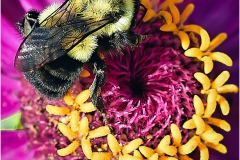 Jerome-Steiner-VERY-HUNGRY-Oct-2026-Digital-Color-Theme-Close-Up_Detail-Advanced-2nd-Place Jerome-Steiner-VERY-HUNGRY-Oct-2026-Digital-Color-Theme-Close-Up_Detail-Advanced-2nd-Place