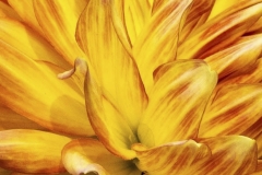 PETE-MIRABELLA-Yellow-is-Alive-Oct-2026-Digital-Color-Theme-Close-Up_Detail-Advanced-1st-Place