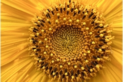 Anoop-Srivastava-Amazing-Sunflower-Oct-2026-Digital-Color-Theme-Close-Up_Detail-Beginner-Award