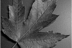Anoop-Srivastava-Textures-of-Advanced-Maple-Leaf-Oct-2026-Digital-Mono-Theme_-Close-Up-_-Detail-Beginner-Award
