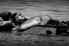 Brian-OLeary-Haul-out-Sept-2026-Digital-Mono-Beginner-Award
