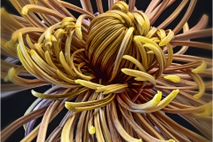 Alan-Bogard-Chrysanthemum-Oct-2026-Digital-Color-Theme-Close-Up_Detail-Master-2nd-Place