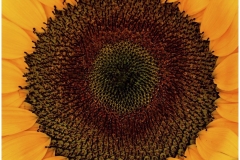 Bob-Dowd-Following-the-Sun-Oct-2026-Digital-Color-Theme-Close-Up_Detail-Master-Award
