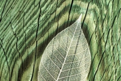 Complimentary Leaf And Tree Stub Patterns