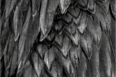 Jerry-Deutsch-Intricate-Oct-2026-Digital-Mono-Theme_-Close-Up-_-Detail-Master-Award