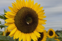 Joe-Ferraro-Sunflower-Oct-2026-Digital-Color-Theme-Close-Up_Detail-Master-Award