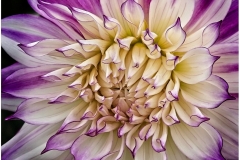 Joel-Eisenberg-Magnificent-Petals-Oct-2026-Digital-Color-Theme-Close-Up_Detail-Master-Medal