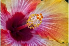 Joel-Eisenberg-Pistil-and-Stamen-of-an-Hibiscus-Oct-2026-Digital-Color-Theme-Close-Up_Detail-Master-Award
