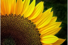 Joel-Eisenberg-Sunflower-Closeup-Oct-2026-Digital-Color-Theme-Close-Up_Detail-Master-Medal