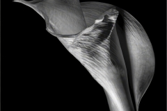 Upscaled with Gigapixel v8.4.4. 952x1050 => 2856x3150 (3x) @ 300 ppi Model: Standard V2, denoise: 0.4, sharpen: 0.53, decompression: 0.6