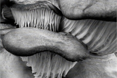 Tree Fungi