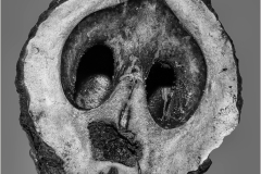 Joel-Goldberg-Weeping-Walnut-Face-Oct-2026-Digital-Mono-Theme_-Close-Up-_-Detail-Master-2nd-Place