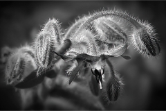 Lilia-Maloratskiy-Borage-Oct-2026-Digital-Mono-Theme_-Close-Up-_-Detail-Master-1st-Place