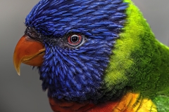 Lilia-Maloratskiy-Dressed-in-Color-Little-Lorikeet-Oct-2026-Digital-Color-Theme-Close-Up_Detail-Master-Medal