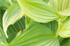 Mark-Schwartz-Wandering-Through-the-Greens-Oct-2026-Digital-Color-Theme-Close-Up_Detail-Master-3rd-Place