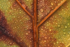 Nancy-Dieker-Autumn-Leaf-Lifeline-Oct-2026-Digital-Color-Theme-Close-Up_Detail-Master-Award