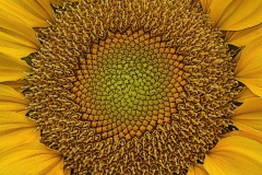 Nancy-Dieker-Weathered-Sunflower-Disc-Oct-2026-Digital-Color-Theme-Close-Up_Detail-Master-Award