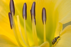 Susan-Boston-Lily-With-Coordinating-Accesory-Oct-2026-Digital-Color-Theme-Close-Up_Detail-Master-Award