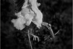 Herbert-Zaifert-Coming-home-Sept-2026-Digital-Mono-Salon-Award