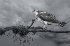 Herbert-Zaifert-Dont-Mess-with-this-nest-Sept-2026-Digital-Mono-Salon-Award
