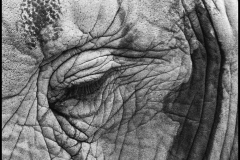 Jim-Kochis-Elephant-In-Deep-Thought-Oct-2026-Digital-Mono-Theme_-Close-Up-_-Detail-Salon-Award