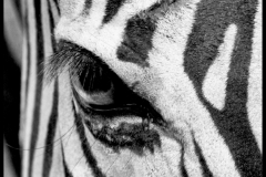 Jim-Kochis-Eye-Of-The-Zebra-Oct-2026-Digital-Mono-Theme_-Close-Up-_-Detail-Salon-1st-Place