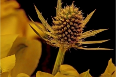John-Sandstedt-NJFCC-Citation-Extract-from-a-Corsage-Oct-2026-Digital-Color-Theme-Close-Up_Detail-Salon-1st-Place