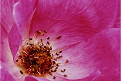 John-Sandstedt-NJFCC-Citation-Heart-of-a-Rose-Oct-2026-Digital-Color-Theme-Close-Up_Detail-Salon-Medal