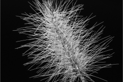 Leslie-Hansen-Fountain-Grass-Oct-2026-Digital-Mono-Theme_-Close-Up-_-Detail-Salon-Award