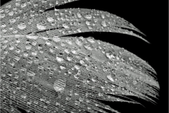 Leslie-Hansen-Wet-Feather-Oct-2026-Digital-Mono-Theme_-Close-Up-_-Detail-Salon-Award