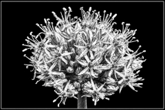 Lorenzo-M.-Ventura-_Allium_-in-mono.-Oct-2026-Digital-Mono-Theme_-Close-Up-_-Detail-Salon-Award