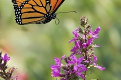 Lorenzo M. Ventura-_The Monarch_. Coming in for a landing.-Oct 2026-Digital Color - Theme Close Up_Detail Salon 3rd Place